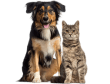 Pet Insurance